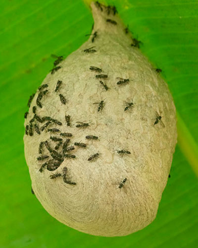 wasp-nest-trail-to-Dos-Pilas-Arroyo-Petexbatun-Sayaxche-Peten-Guatemala