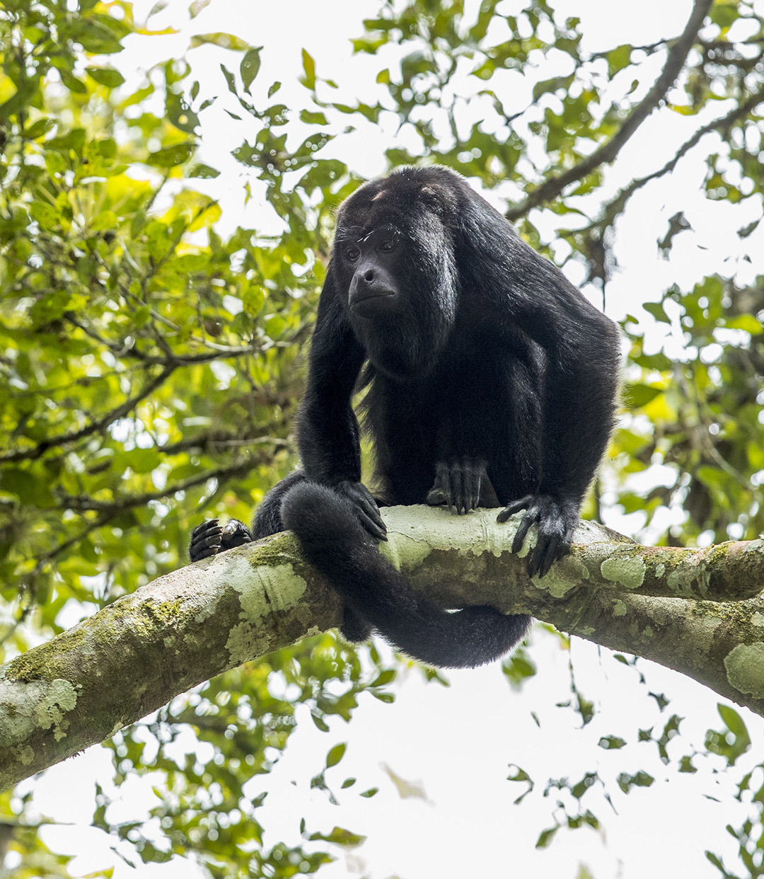 Black howler monkey Smithsonian's National Zoo and Conservation