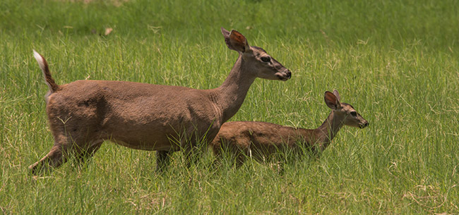 white tailed deer escuintla autosafari chapin apr 2015 FLAAR Mesoamerica Nicholas Hellmuth image 6018