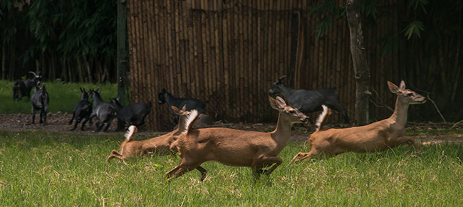 white tailed deer escuintla autosafari chapin apr 2015 FLAAR Mesoamerica Nicholas Hellmuth image 6021