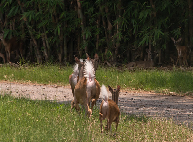 white tailed deer escuintla autosafari chapin apr 2015 FLAAR Mesoamerica Nicholas Hellmuth image 6018