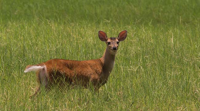 white tailed deer escuintla autosafari chapin apr 2015 FLAAR Mesoamerica Nicholas Hellmuth photography 6014