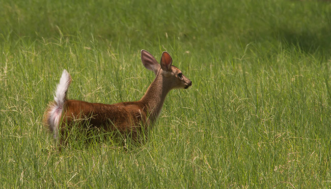 white tailed deer escuintla autosafari chapin apr 2015 FLAAR Mesoamerica Nicholas Hellmuth photography 6016